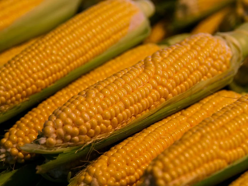 Guia Completo para Solicitar a Declaração de Regularidade de Produtos de Nutrição e Beleza